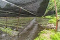 Water flowing on Wasabi plantation field at Daio Wasabi Farm. Ã¥Â¤Â§Ã§Å½â¹Ã£âÂÃ£Ââ¢Ã£ÂÂ³Ã¨Â¾Â²Ã¥Â Â´. Royalty Free Stock Photo